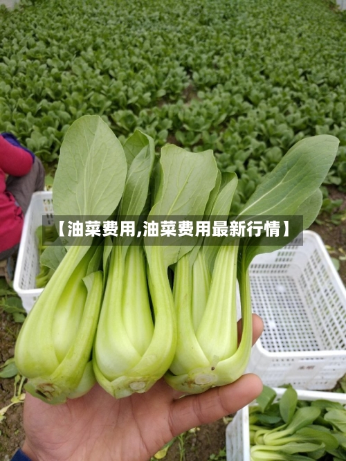 【油菜费用,油菜费用最新行情】