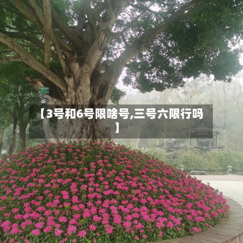 【3号和6号限啥号,三号六限行吗】-第2张图片