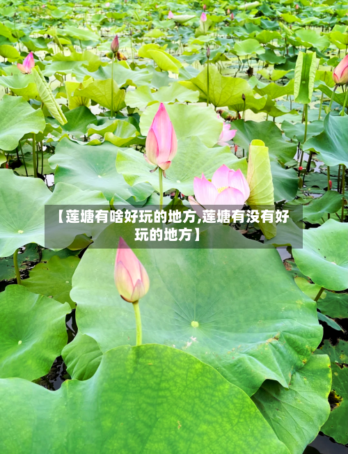 【莲塘有啥好玩的地方,莲塘有没有好玩的地方】-第2张图片