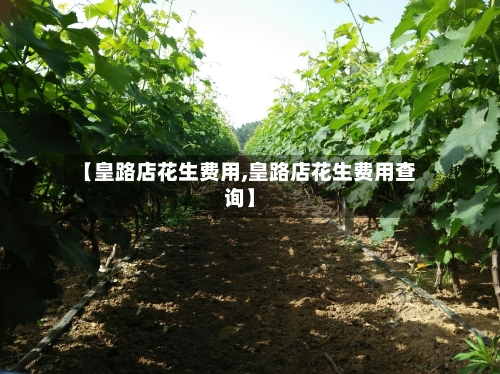 【皇路店花生费用,皇路店花生费用查询】-第2张图片
