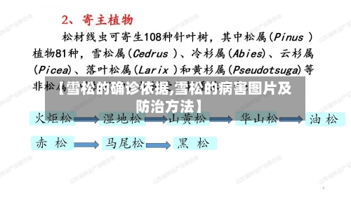 【雪松的确诊依据,雪松的病害图片及防治方法】-第2张图片
