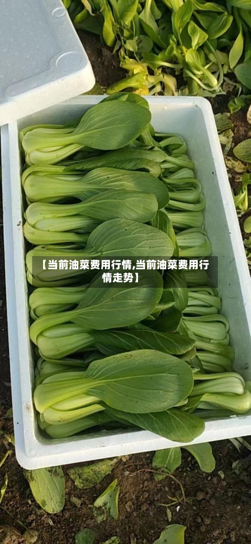 【当前油菜费用行情,当前油菜费用行情走势】
