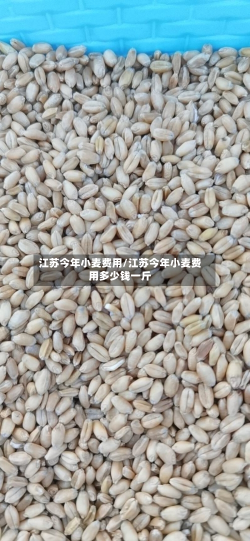 江苏今年小麦费用/江苏今年小麦费用多少钱一斤-第2张图片
