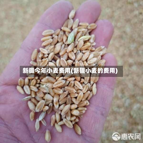 新疆今年小麦费用(新疆小麦的费用)