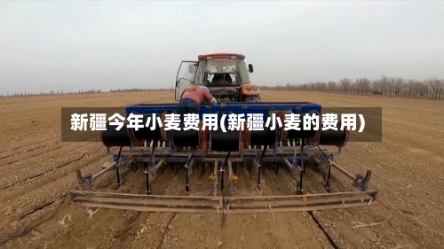 新疆今年小麦费用(新疆小麦的费用)-第2张图片