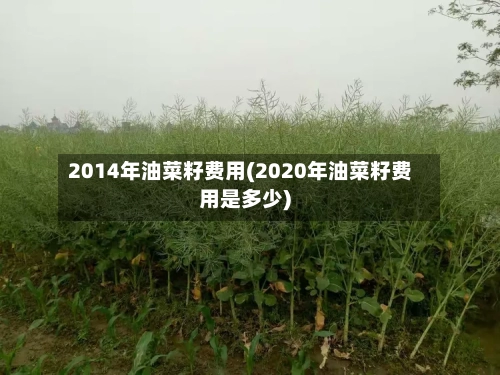 2014年油菜籽费用(2020年油菜籽费用是多少)-第2张图片