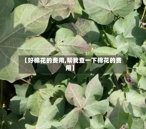 【好棉花的费用,帮我查一下棉花的费用】