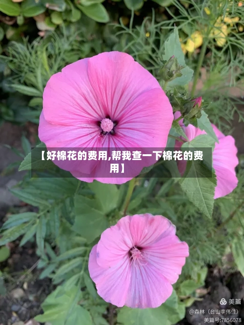 【好棉花的费用,帮我查一下棉花的费用】-第2张图片