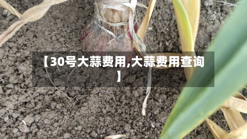 【30号大蒜费用,大蒜费用查询】