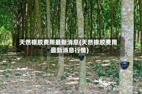 天然橡胶费用最新消息(天然橡胶费用最新消息行情)-第3张图片