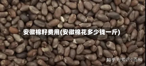 安徽棉籽费用(安徽棉花多少钱一斤)