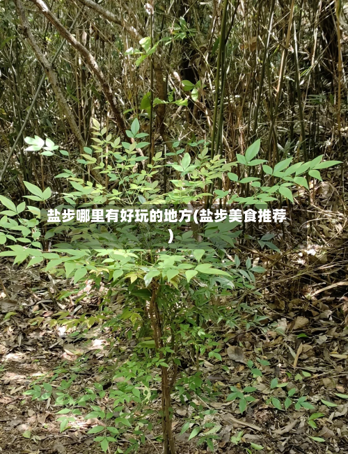 盐步哪里有好玩的地方(盐步美食推荐)-第2张图片