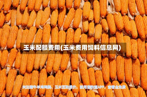 玉米配额费用(玉米费用饲料信息网)-第2张图片