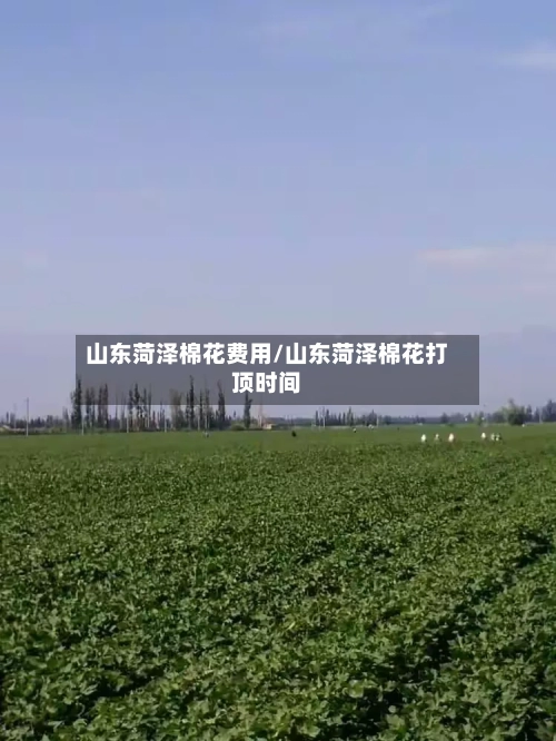 山东菏泽棉花费用/山东菏泽棉花打顶时间-第2张图片