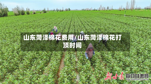 山东菏泽棉花费用/山东菏泽棉花打顶时间-第3张图片