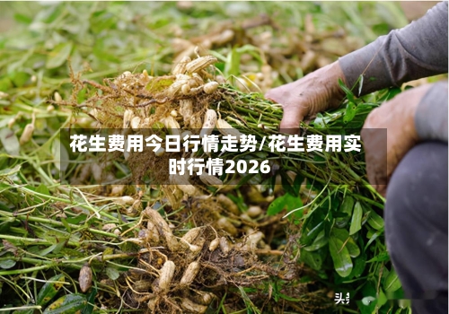 花生费用今日行情走势/花生费用实时行情2026