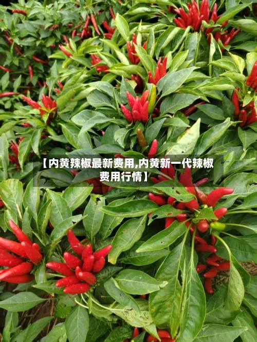 【内黄辣椒最新费用,内黄新一代辣椒费用行情】-第2张图片