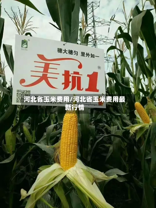 河北省玉米费用/河北省玉米费用最新行情-第2张图片