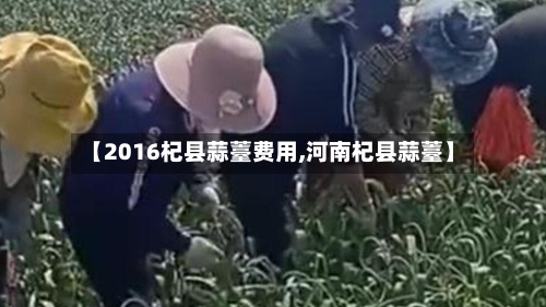 【2016杞县蒜薹费用,河南杞县蒜薹】-第2张图片