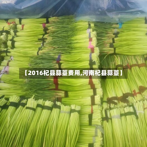 【2016杞县蒜薹费用,河南杞县蒜薹】