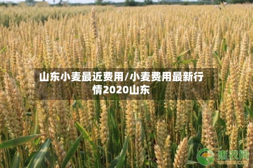 山东小麦最近费用/小麦费用最新行情2020山东