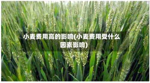 小麦费用高的影响(小麦费用受什么因素影响)-第2张图片
