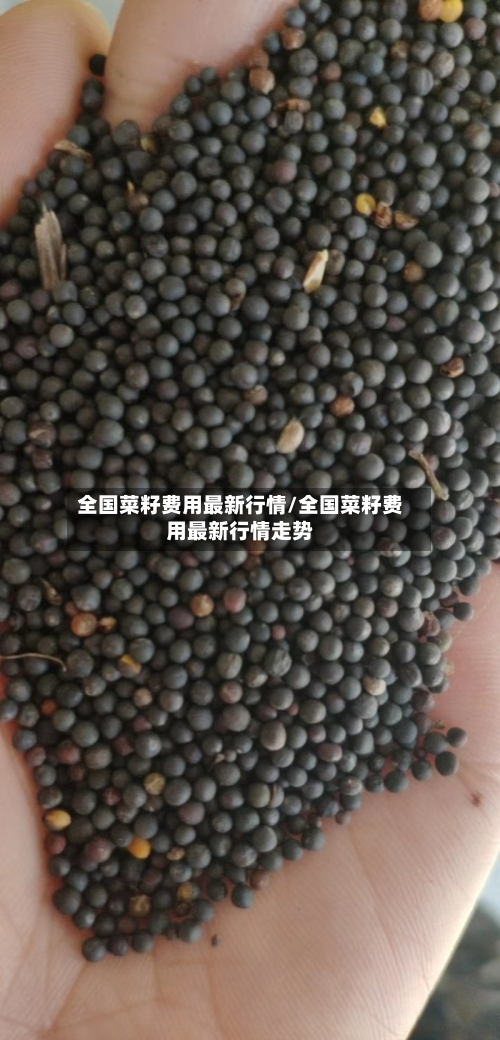全国菜籽费用最新行情/全国菜籽费用最新行情走势-第2张图片