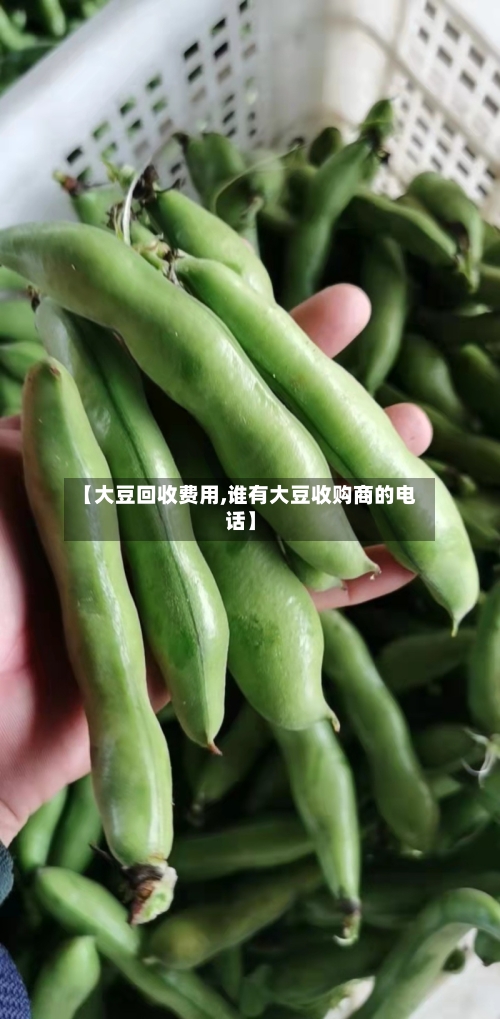 【大豆回收费用,谁有大豆收购商的电话】