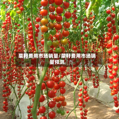 菜籽费用市场销量/菜籽费用市场销量预测-第3张图片