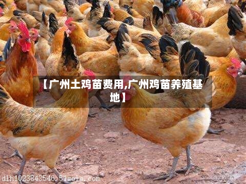 【广州土鸡苗费用,广州鸡苗养殖基地】-第2张图片