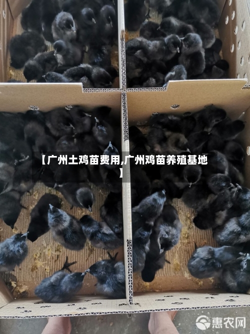 【广州土鸡苗费用,广州鸡苗养殖基地】