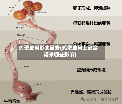 鸡蛋费用影响因素(鸡蛋费用上涨会带来哪些影响)