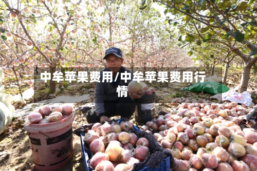 中牟苹果费用/中牟苹果费用行情-第3张图片