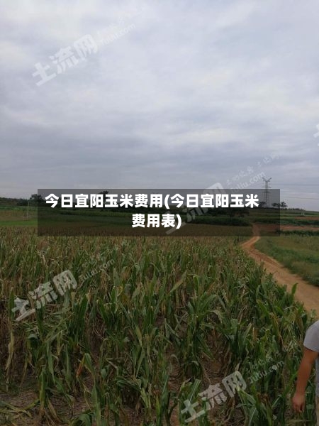 今日宜阳玉米费用(今日宜阳玉米费用表)