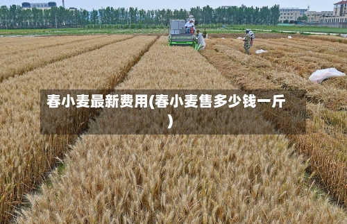 春小麦最新费用(春小麦售多少钱一斤)