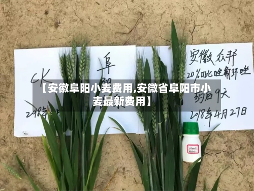 【安徽阜阳小麦费用,安微省阜阳市小麦最新费用】-第2张图片