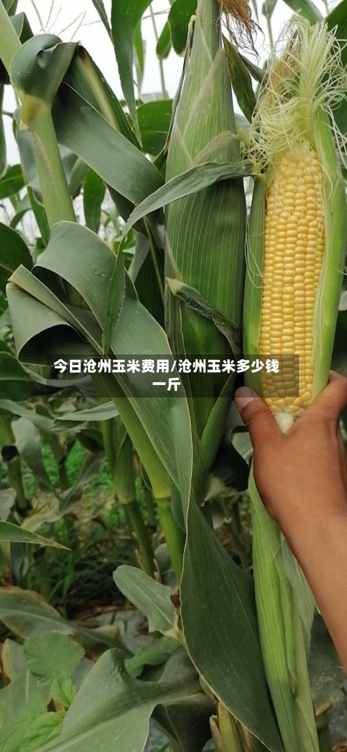 今日沧州玉米费用/沧州玉米多少钱一斤